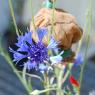 Cyanus segetum Hill Asteraceae - Bleuet