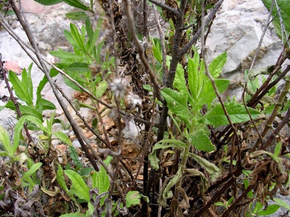 Dittrichia viscosa (L.) Greuter Asteraceae - Inule visqueuse