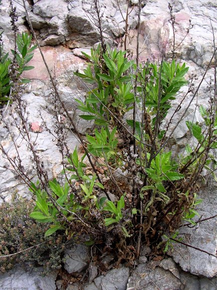 Dittrichia viscosa (L.) Greuter Asteraceae - Inule visqueuse