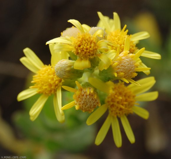 Dittrichia viscosa (L.) Greuter Asteraceae - Inule visqueuse