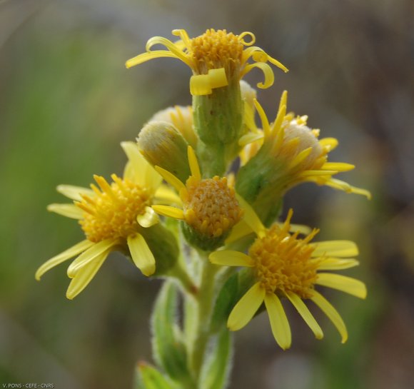 Dittrichia viscosa (L.) Greuter Asteraceae - Inule visqueuse