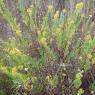 Dittrichia viscosa (L.) Greuter Asteraceae - Inule visqueuse