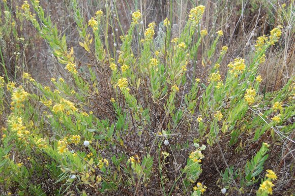 Dittrichia viscosa (L.) Greuter Asteraceae - Inule visqueuse