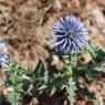 Echinops ritro L. Asteraceae - Oursin bleu