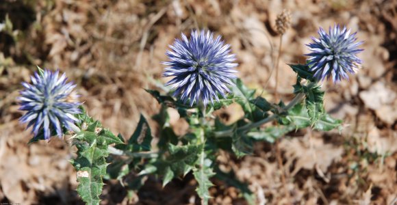 Echinops ritro L. Asteraceae - Oursin bleu