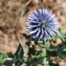 Echinops ritro L. Asteraceae - Oursin bleu