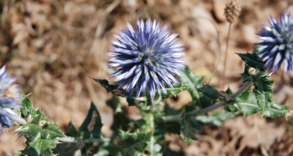 Echinops ritro L. Asteraceae - Oursin bleu