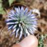 Echinops ritro L. Asteraceae - Oursin bleu