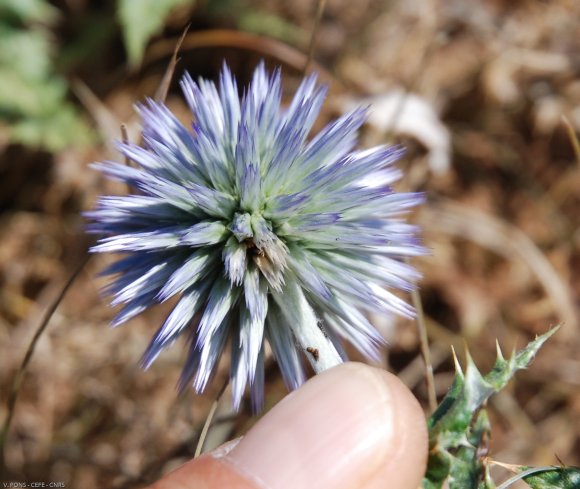 Echinops ritro L. Asteraceae - Oursin bleu