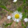 Erigeron annuus (L.) Desf. Asteraceae - Vergerette annuelle