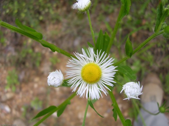 Erigeron annuus (L.) Desf. Asteraceae - Vergerette annuelle