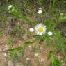 Erigeron annuus (L.) Desf. Asteraceae - Vergerette annuelle