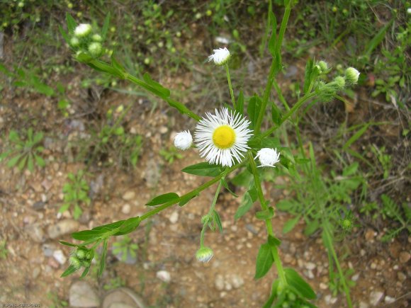 Erigeron annuus (L.) Desf. Asteraceae - Vergerette annuelle