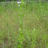 Erigeron annuus