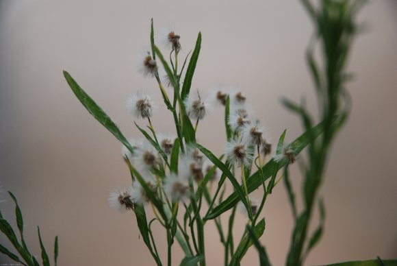 Erigeron bonariensis L. Asteraceae - Vergerette de Buenos Aires
