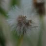 Erigeron bonariensis L. Asteraceae - Vergerette de Buenos Aires