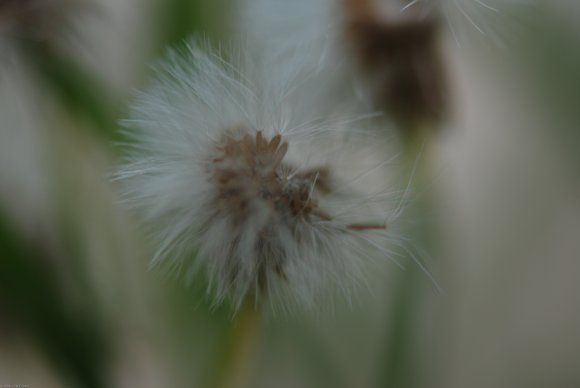 Erigeron bonariensis L. Asteraceae - Vergerette de Buenos Aires