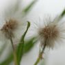 Erigeron bonariensis L. Asteraceae - Vergerette de Buenos Aires