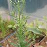 Erigeron bonariensis L. Asteraceae - Vergerette de Buenos Aires