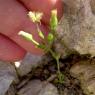 Erigeron canadensis