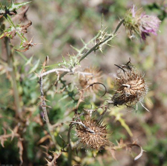 Galactites tomentosus Moench Asteraceae - Galactitès