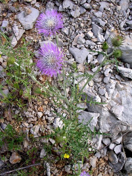 Galactites tomentosus Moench Asteraceae - Galactitès