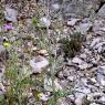 Galactites tomentosus Moench Asteraceae - Galactitès