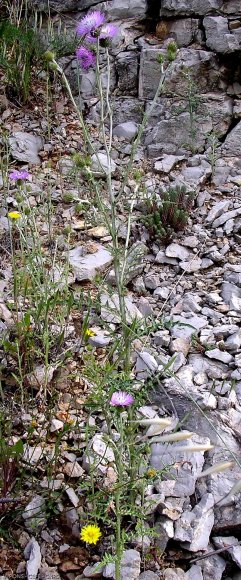 Galactites tomentosus Moench Asteraceae - Galactitès