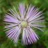 Galactites tomentosus