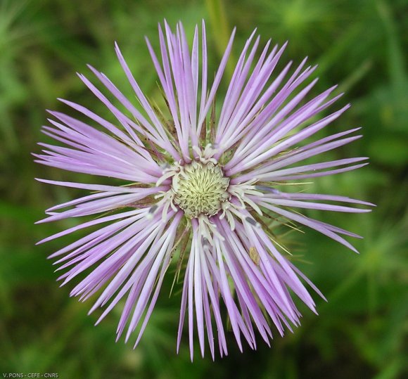 Galactites tomentosus