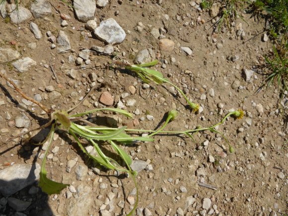 Hedypnois rhagadioloides (L.) F.W.Schmidt Asteraceae Hédipnoïs p