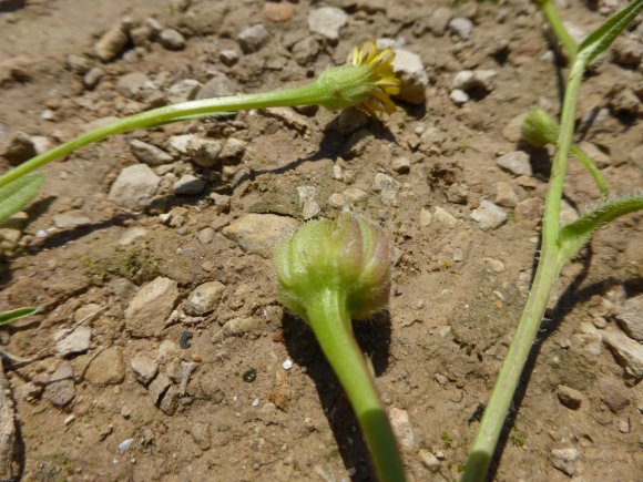 Hedypnois rhagadioloides (L.) F.W.Schmidt Asteraceae Hédipnoïs p