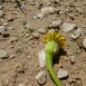 Hedypnois rhagadioloides (L.) F.W.Schmidt Asteraceae Hédipnoïs p