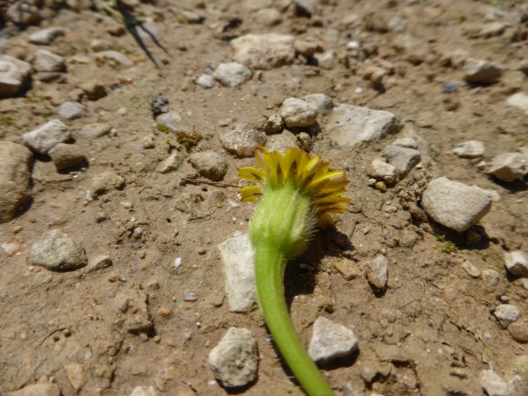 Hedypnois rhagadioloides (L.) F.W.Schmidt Asteraceae Hédipnoïs p