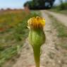 Hedypnois rhagadioloides (L.) F.W.Schmidt Asteraceae Hédipnoïs p