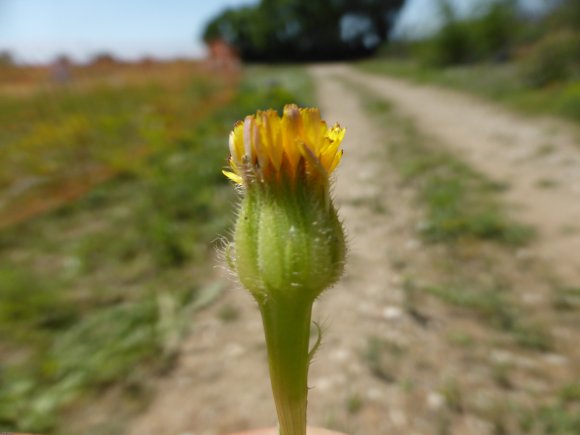 Hedypnois rhagadioloides (L.) F.W.Schmidt Asteraceae Hédipnoïs p