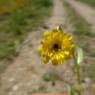 Hedypnois rhagadioloides (L.) F.W.Schmidt Asteraceae Hédipnoïs p