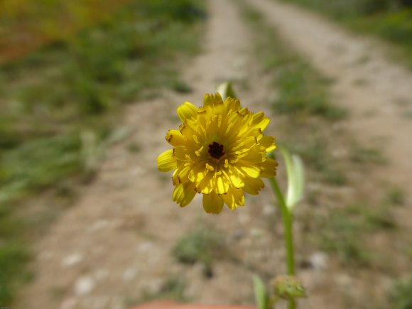 Hedypnois rhagadioloides (L.) F.W.Schmidt Asteraceae Hédipnoïs p