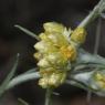 Helichrysum stoechas L. Astetaceae-Immortelle