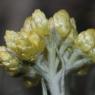 Helichrysum stoechas L. Astetaceae-Immortelle