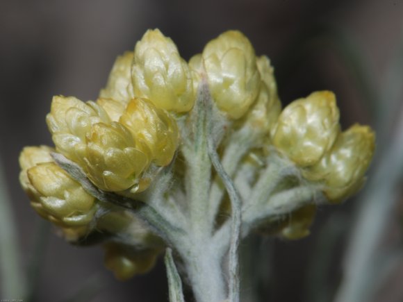 Helichrysum stoechas L. Astetaceae-Immortelle