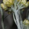 Helichrysum stoechas L. Astetaceae-Immortelle