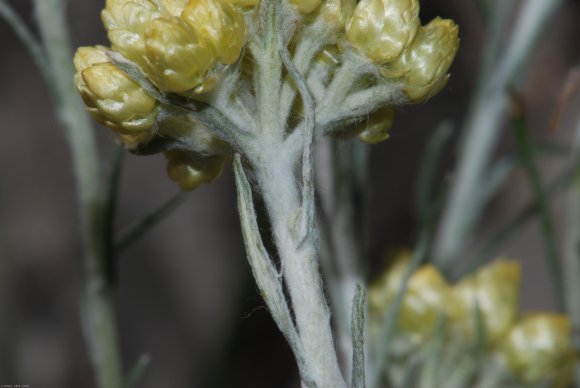 Helichrysum stoechas L. Astetaceae-Immortelle