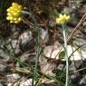 Helichrysum stoechas L. Astetaceae-Immortelle