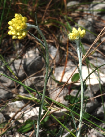 Helichrysum stoechas L. Astetaceae-Immortelle