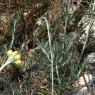 Helichrysum stoechas L. Astetaceae-Immortelle