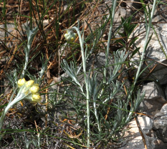 Helichrysum stoechas L. Astetaceae-Immortelle