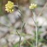 Helichrysum stoechas L. Astetaceae-Immortelle