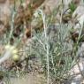 Helichrysum stoechas L. Astetaceae-Immortelle