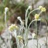 Helichrysum stoechas L. Astetaceae-Immortelle